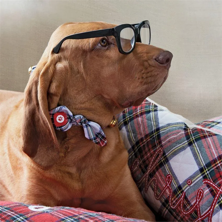 Elastic Dog Collar