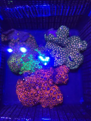 Mini Colony Multi Color Zoanthids