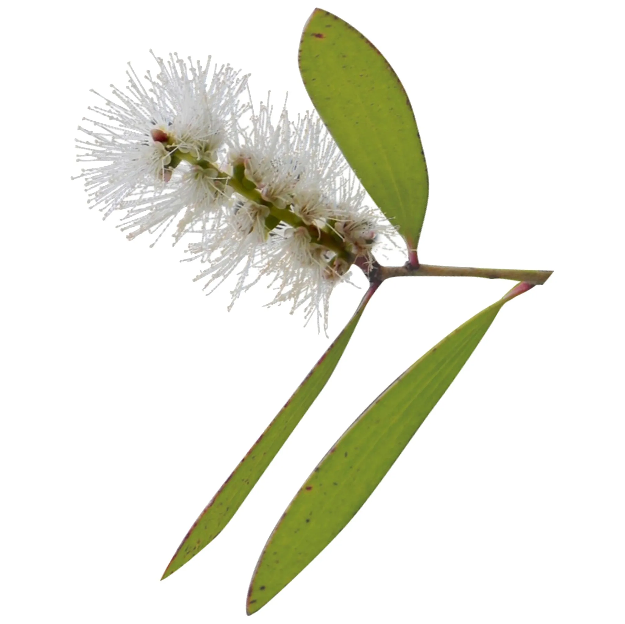 Niaouli Organic Essential Oil