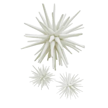White Sea Urchin - Three Sizes